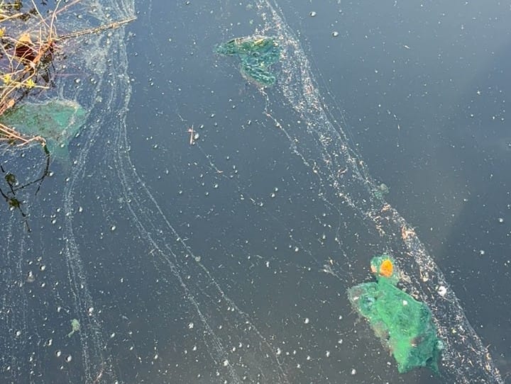 Cyanobacteria Alert - Santuit Pond